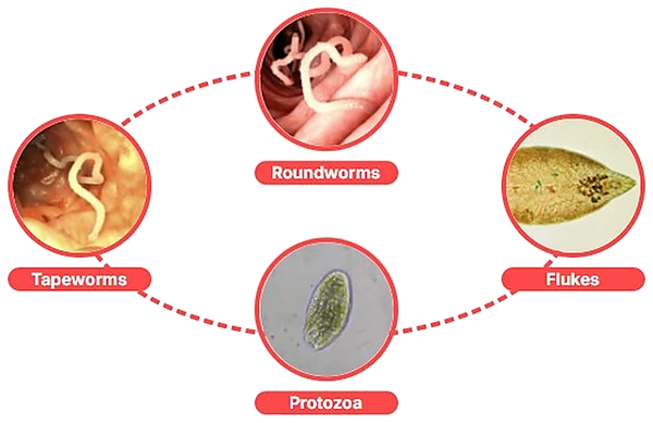 Diagram showing common intestinal parasite types including roundworms, tapeworms, flukes and protozoa